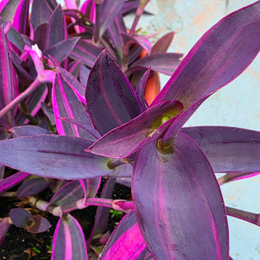 Tradescantia pallida ‘Pink Stripe’ Cuttings (2 Fresh Cuttings)