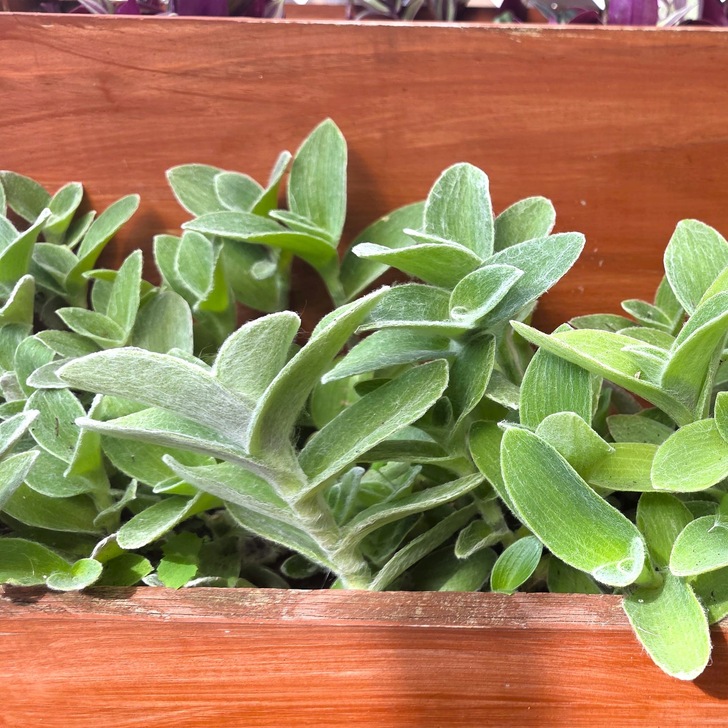 Tradescantia sillamontana Cuttings (2 Fresh Cuttings)