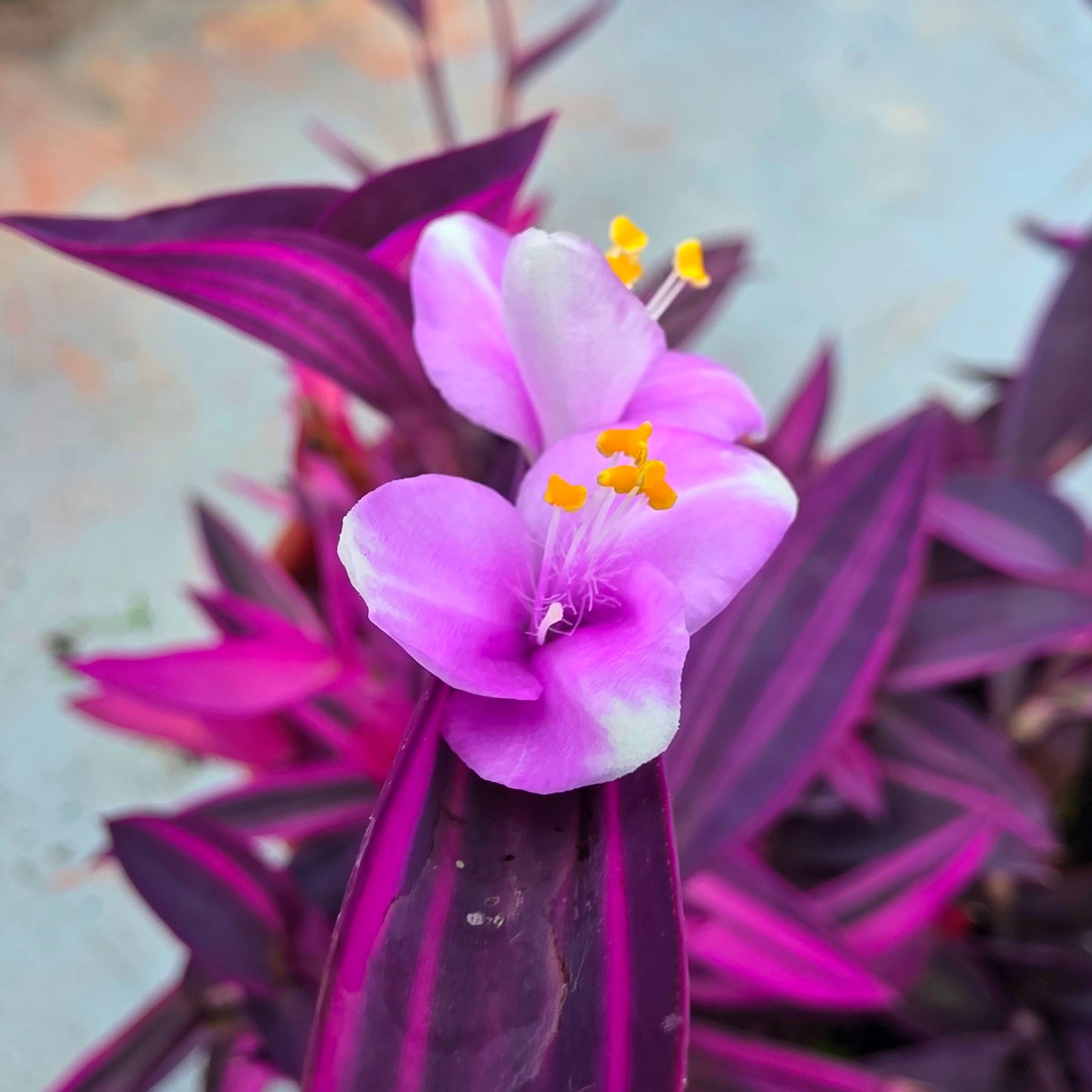 Tradescantia pallida ‘Pink Stripe’ Cuttings (2 Fresh Cuttings)