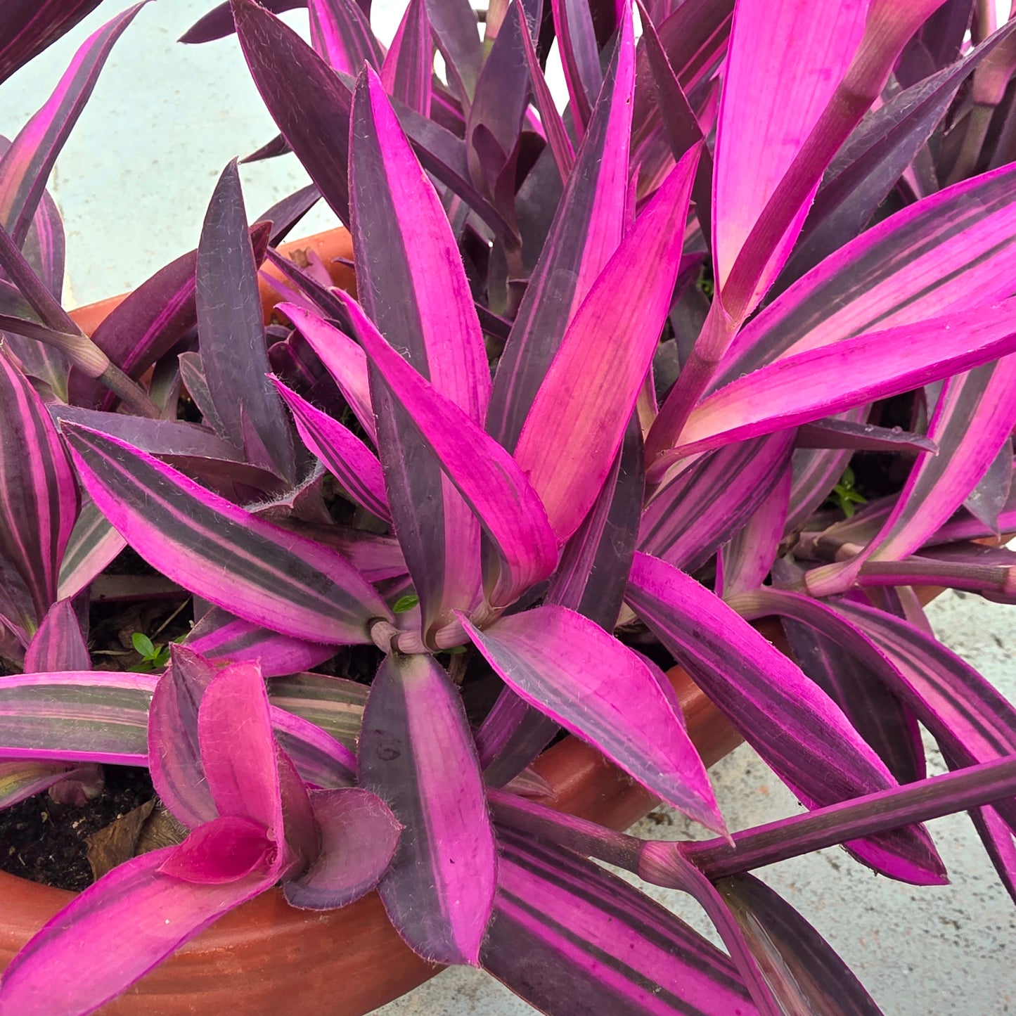 Tradescantia pallida ‘Pink Stripe’ Cuttings (2 Fresh Cuttings)
