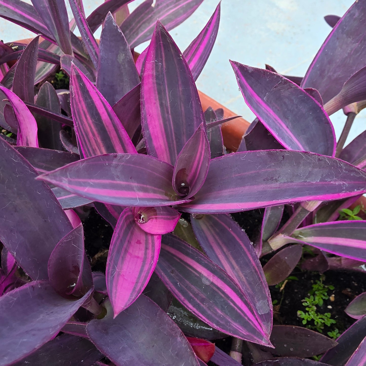 Tradescantia pallida ‘Pink Stripe’ Cuttings (2 Fresh Cuttings)
