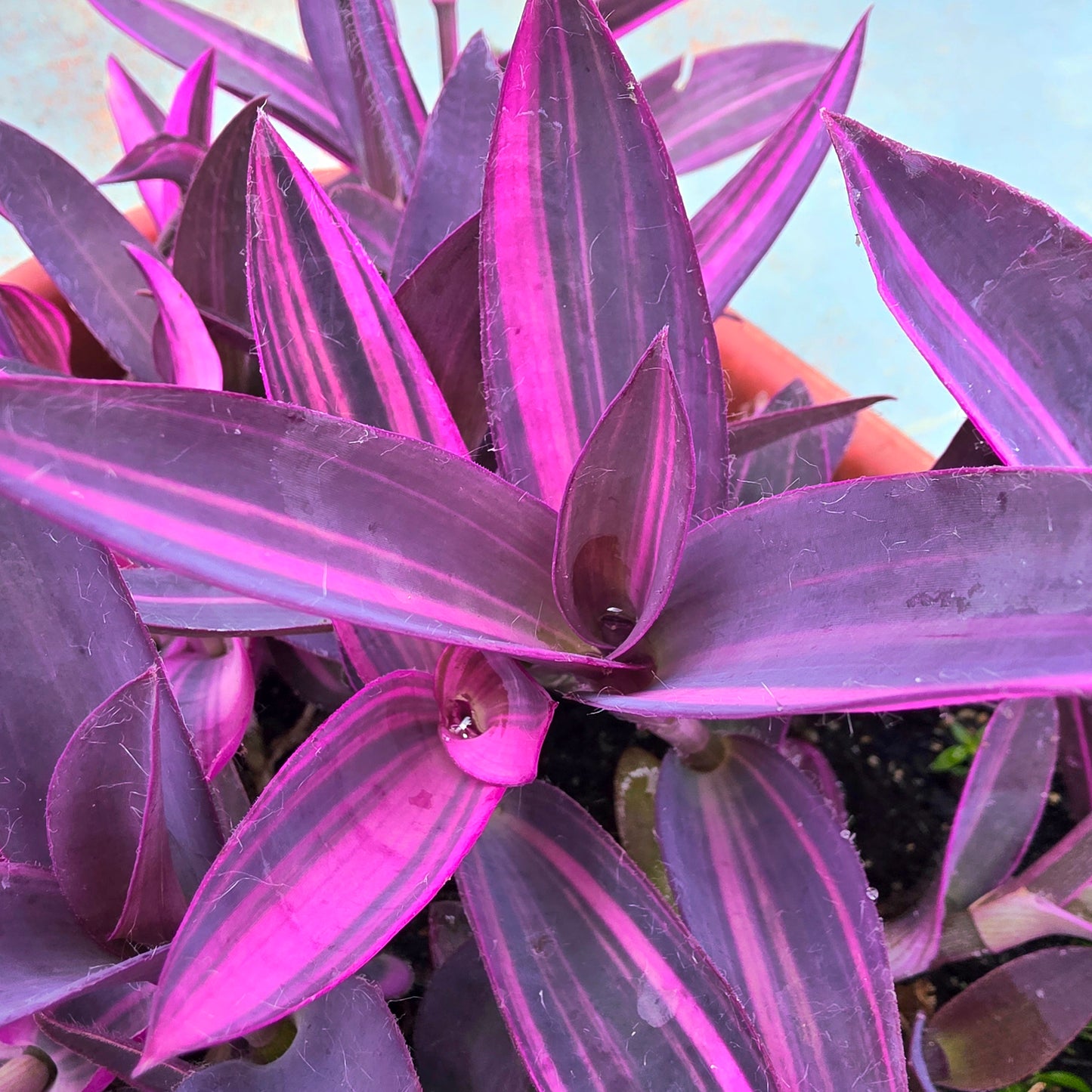 Tradescantia pallida ‘Pink Stripe’ Cuttings (2 Fresh Cuttings)