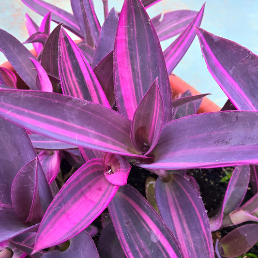 Tradescantia pallida ‘Pink Stripe’ Cuttings (2 Fresh Cuttings)