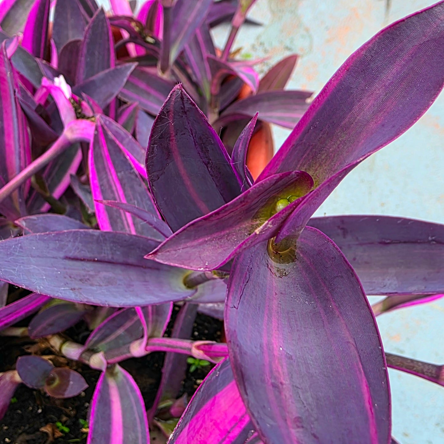 Tradescantia pallida ‘Pink Stripe’ Cuttings (2 Fresh Cuttings)