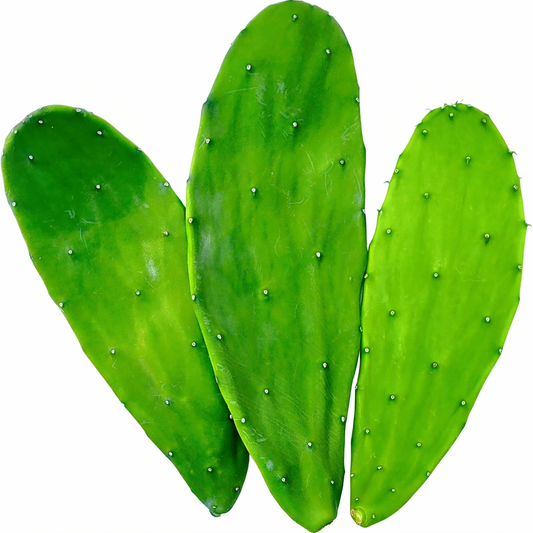Fresh Spineless Opuntia Cactus Pad Cuttings (12 oz)