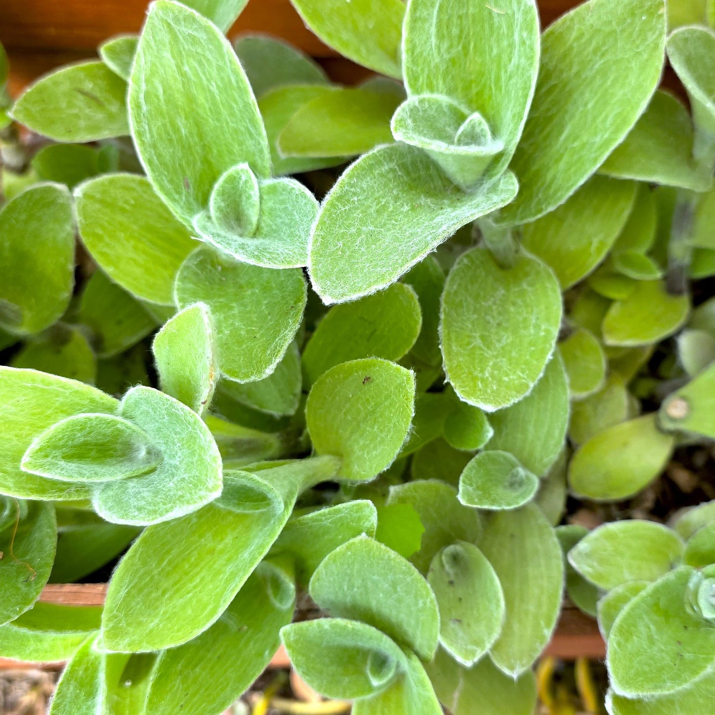 Tradescantia sillamontana Cuttings (2 Fresh Cuttings)