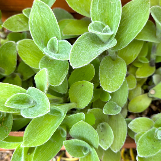 Tradescantia sillamontana Cuttings (2 Fresh Cuttings)